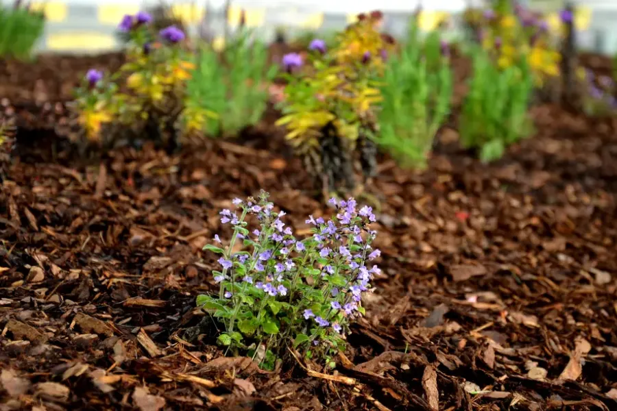 How Mulch Protects Plants During Extreme Weather Conditions Ontario, OR