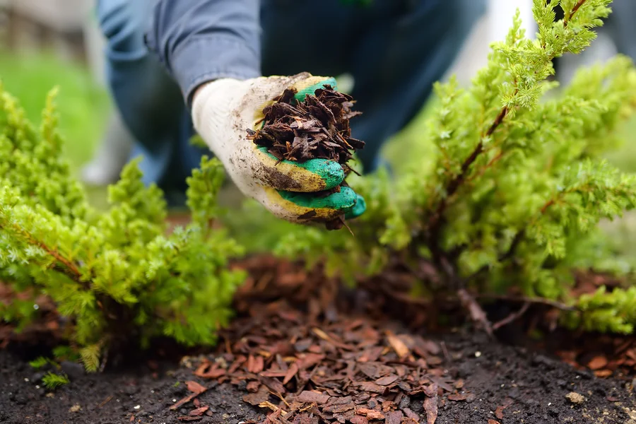 How Mulch Protects Plants During Extreme Weather Conditions in Ontario, OR